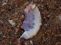 Dulcerana granularis