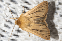 Ichneutica unica