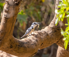 Ceryle rudis