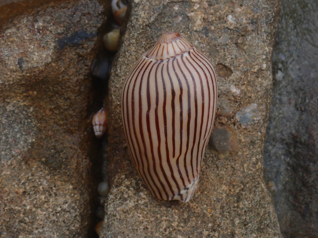 Zebra Volute from Iluka NSW 2466, Australia on December 06, 2021 at 02: ...