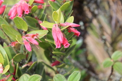 Plutarchia guascensis