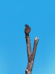 Rupornis magnirostris