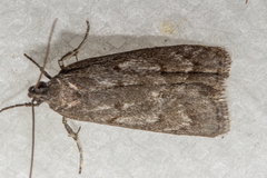 Phaeosaces apocrypta