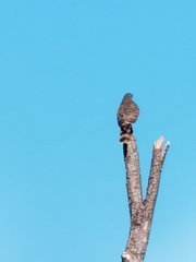 Rupornis magnirostris