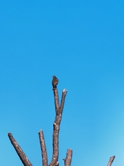 Rupornis magnirostris