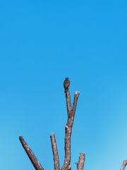 Rupornis magnirostris