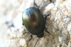 Chrysolina vernalis vernalis