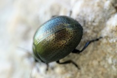 Chrysolina vernalis vernalis