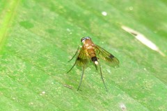 Chrysopilus ferruginosus