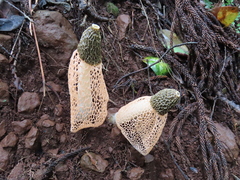 Phallus lutescens