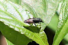Idiella