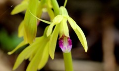 Nervilia concolor