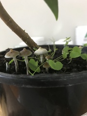 Psilocybe angulospora