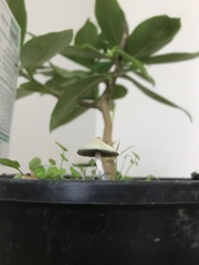 Psilocybe angulospora
