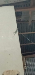 Gekko gecko