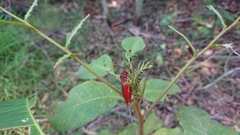 Stilida indecora