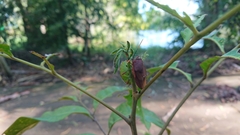 Stilida indecora