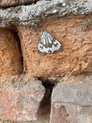 Nyctemera adversata