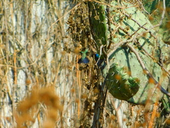 Cynanthus latirostris