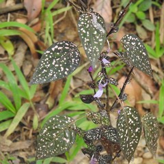 Hypoestes phyllostachya