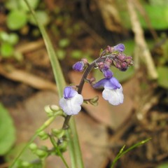 Scutellaria violacea