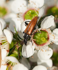 Lepturidea deplanchei