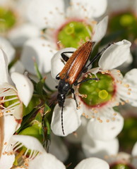 Lepturidea deplanchei