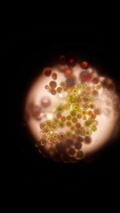 Haematococcus lacustris