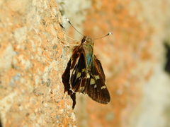 Thespieus macareus