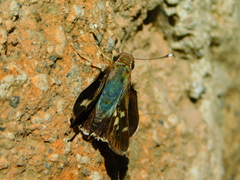 Thespieus macareus