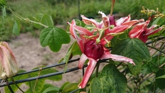 Passiflora aurantia aurantia