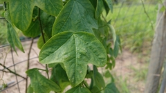 Passiflora aurantia aurantia