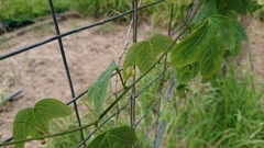 Passiflora aurantia aurantia