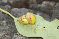 Paropsisterna pictipes