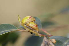 Paropsisterna pictipes