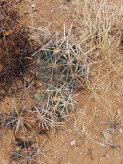Coryphantha robustispina robustispina