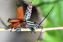 Macrochenus isabellinus