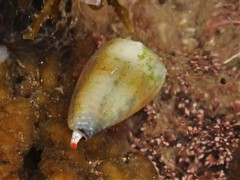 Conus nanus