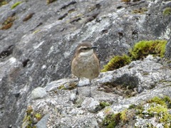 Cinclodes albidiventris