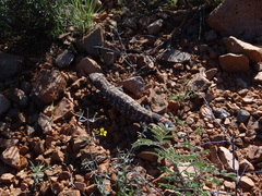Heloderma suspectum suspectum