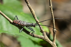 Macrochenus isabellinus