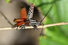 Macrochenus isabellinus