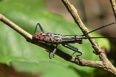 Macrochenus isabellinus