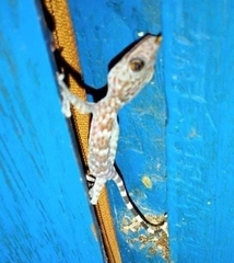 Gekko