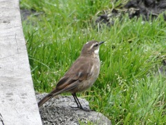 Cinclodes albidiventris