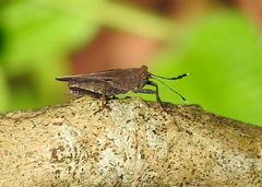 Phaesticus mellerborgi