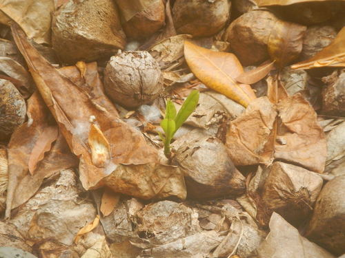 Barringtonia asiatica