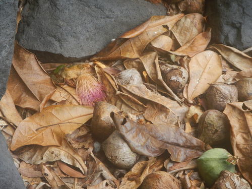 Barringtonia asiatica