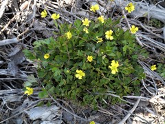 Ranunculus enysii