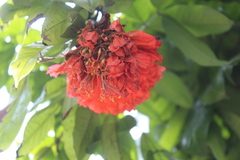 Brownea rosa-de-monte